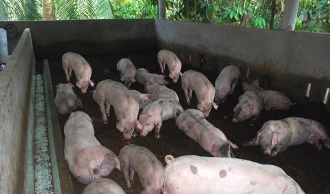 Cách xây chuồng lợn cho hộ gia đình đúng kỹ thuật số 1