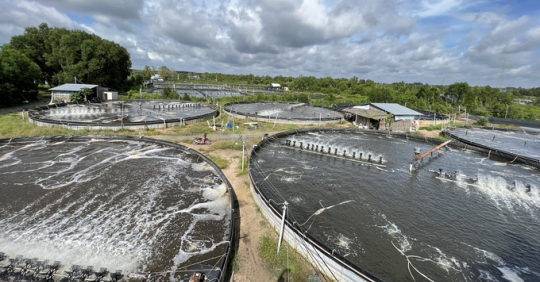 Shrimp farming in Dong Nai: Story of a seafood 'giant' in promising land