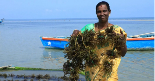 World Bank predicts $11.8 billion growth in novel seaweed markets