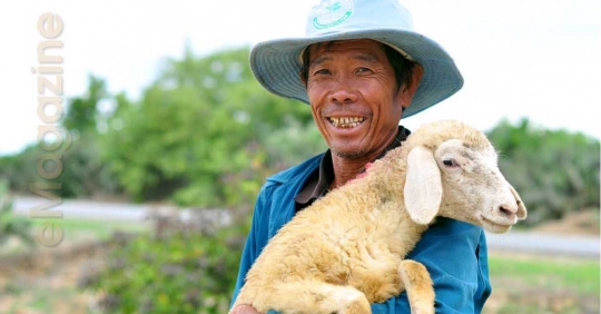 'Chảo lửa' Ninh Thuận, nơi nuôi cừu lấy thịt duy nhất ở Việt Nam