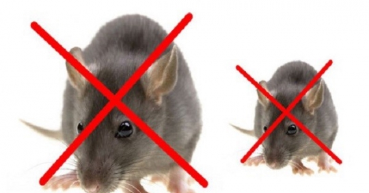 Thuốc diệt chuột DR8 có thành phần chính là gì?
