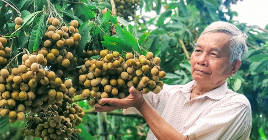 Vinh Long farmer well known for new and strange varieties of longan