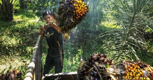 Indonesia Considering Cutting Palm Oil Export Levy To Spur Shipments