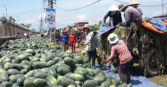 Dưa hấu rẻ như cho, nông dân thu hoạch toàn nỗi buồn