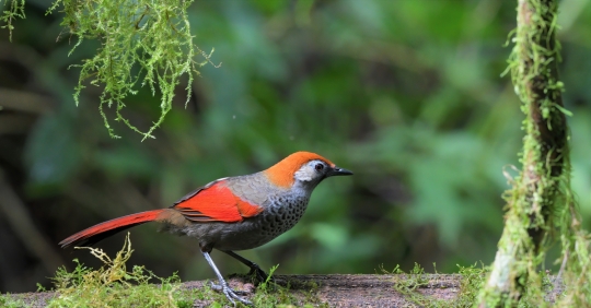 Enchanting Beauty Unveiled: The Red-tailed Laughingthrush, a Striking Bird of the Himalayas