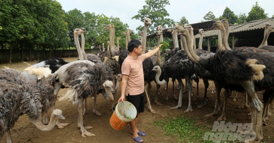 Khánh Hòa hỗ trợ vốn nuôi đà điểu  Tạp chí Kinh tế Sài Gòn