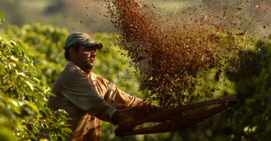 Dự báo: Cà phê Brazil giảm mạnh sản lượng khi lũ lụt sắp tới