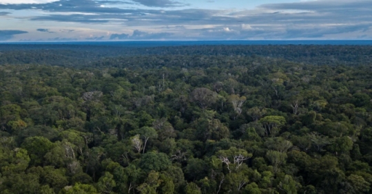 Hơn 75% rừng Amazon mất khả năng phục hồi