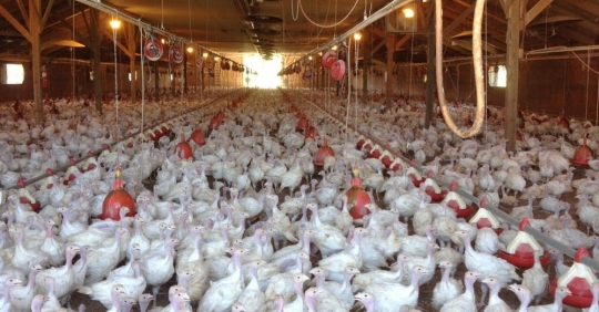 日本、鳥インフルエンザでブラジルからの家禽類の輸入を一時停止