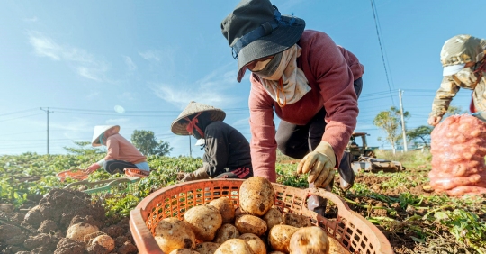 Một ngày thu hoạch khoai tây cùng nông dân Đức Trọng