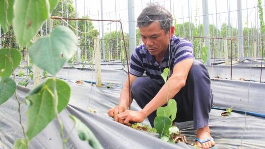 Thu tiền tỷ nhờ trồng loài cây dại càng nắng nóng càng hái ra tiền