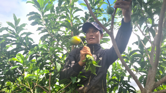 Vú sữa hoàng kim gần triệu đồngkg giờ rẻ ngang hàng chợ