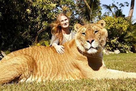 Liger Và Tigon