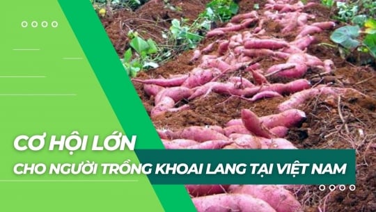 Cơ hội lớn cho người trồng khoai lang tại Việt Nam