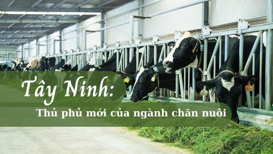 Tây Ninh: Thủ phủ mới của ngành chăn nuôi
