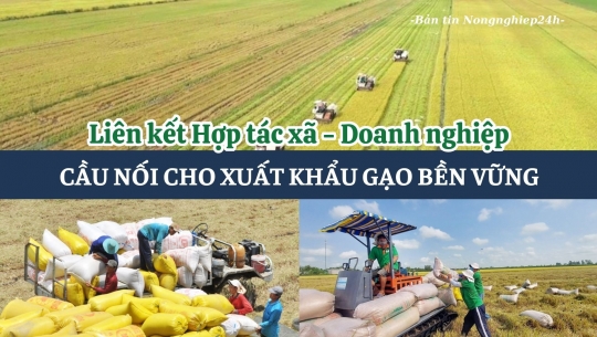 Liên kết hợp tác xã - doanh nghiệp, cầu nối cho xuất khẩu gạo bền vững