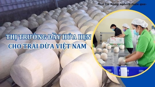 Thị trường đầy hứa hẹn cho trái dừa Việt Nam