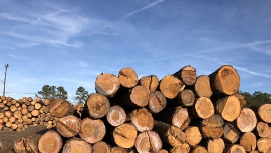 Bản tin Lâm nghiệp ngày 17/11/2023: Tạm ngừng tạm nhập, tái xuất gỗ rừng tự nhiên