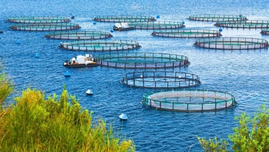 Bản tin Thủy sản ngày 24/11/2023: Xây dựng hệ sinh thái ngành hàng thủy sản