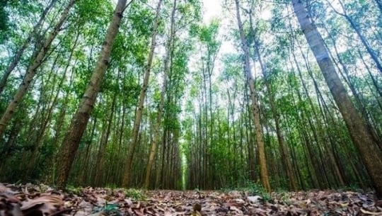 Hà Tĩnh phát triển bền vững rừng theo tiêu chuẩn FSC