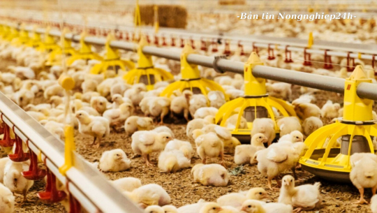 Việt Nam đang thực hiện lộ trình giảm sử dụng kháng sinh trong chăn nuôi