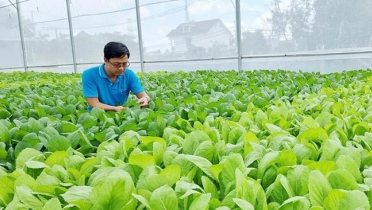 Thành phố Hồ Chí Minh nỗ lực tự cường rau hữu cơ