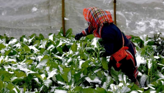 Thời tiết nông vụ ngày 18/12/2023: Bắc bộ rét đậm, có thể xuất hiện băng giá