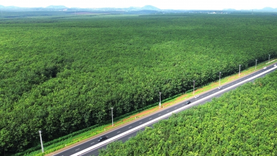 Bản tin Lâm nghiệp ngày 28/12/2023: Ngành cao su phát triển rừng bền vững