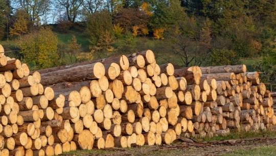 Bản tin Lâm nghiệp ngày 23/1/2024: Tạo hình ảnh ngành gỗ phát triển bền vững
