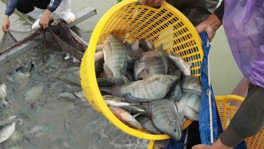 Bản tin Thủy sản ngày 22/2/2024: Brazil dừng nhập khẩu cá rô phi Việt Nam