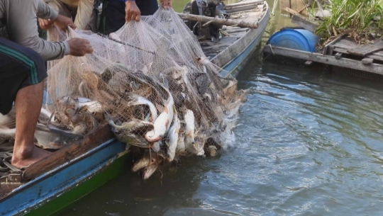 Bản tin Thủy sản ngày 6/3/2024: Nhiều loài cá ở sông Mekong nguy cơ tuyệt chủng