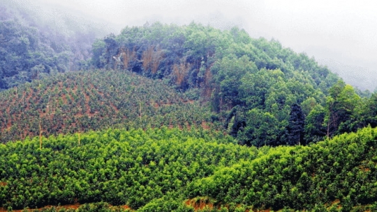 Bản tin Lâm nghiệp ngày 11/3/2024: Việt Nam có diện tích rừng trồng lớn