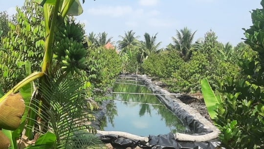 Tiền Giang: Chủ động ứng phó xâm nhập mặn bảo vệ 20.000ha cây sầu riêng