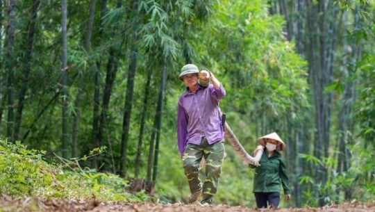 Bản tin Lâm nghiệp ngày 27/3/2024: 25 triệu người Việt có thu nhập liên quan đến rừng