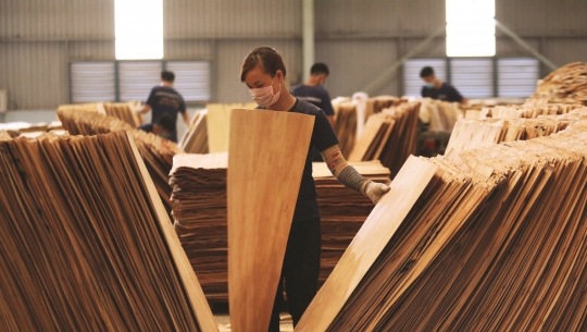 Bản tin Lâm nghiệp ngày 24/4/2024: Ngành gỗ Việt Nam đứng tốp 5 thế giới