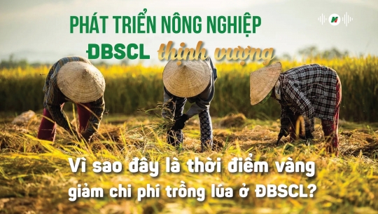 Vì sao đây là thời điểm vàng giảm chi phí trồng lúa ở ĐBSCL?