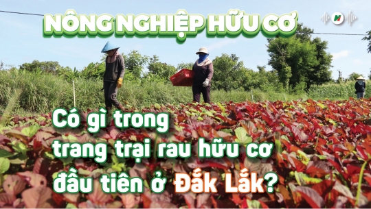 Có gì trong trang trại rau hữu cơ đầu tiên ở Đắk Lắk?