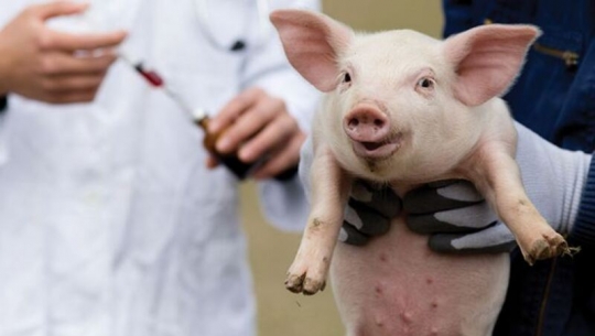 Vacxin dịch tả lợn Châu Phi tiêm đúng quy trình, đàn lợn sinh trưởng tốt