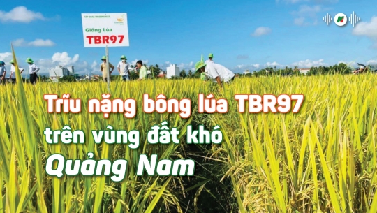 Trĩu nặng bông lúa TBR97 trên vùng đất khó Quảng Nam
