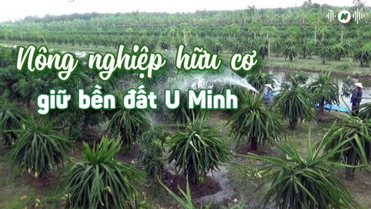 Nông nghiệp hữu cơ giữ bền đất U Minh