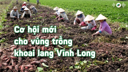 Cơ hội mới cho vùng trồng khoai lang Vĩnh Long