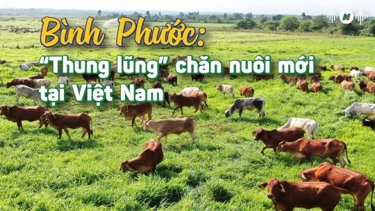 'Thung lũng' chăn nuôi mới tại Việt Nam
