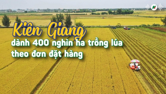 Kiên Giang dành 400 nghìn ha trồng lúa theo đơn đặt hàng