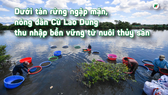 Nông dân Cù Lao Dung với sinh kế dưới tán rừng ngập mặn