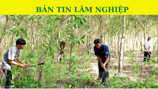 Bản tin Lâm nghiệp ngày 3/11/2023: Xuất cấp gạo hỗ trợ người dân bảo vệ rừng