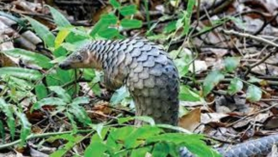 Bản tin Lâm nghiệp ngày 7/12/2023: Thả 57 cá thể động vật hoang dã về rừng