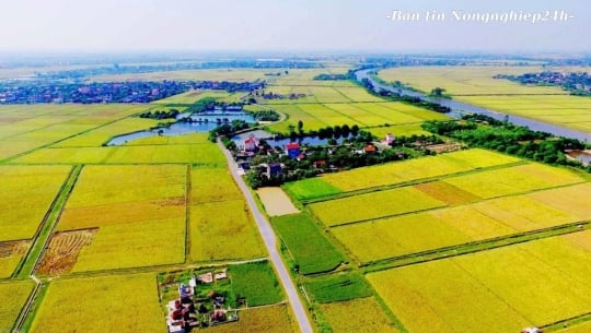 Đưa ‘phát triển xanh’ thành thương hiệu lúa gạo Việt Nam