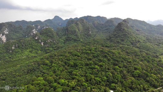 Quảng Ninh: Tái cơ cấu nghề rừng