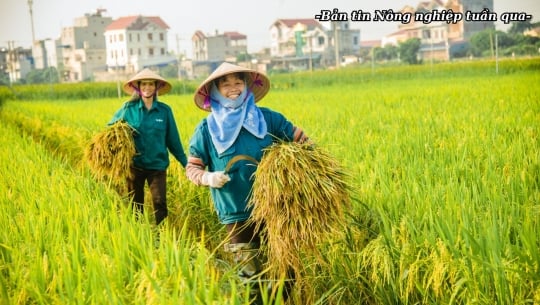 2023: Nông nghiệp Việt Nam tạo nhiều bước đột phá