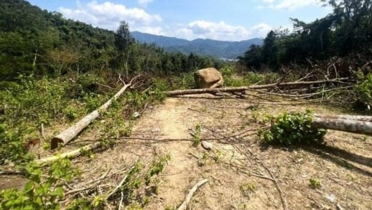 Bản tin Lâm nghiệp ngày 26/2/2024: Gần 12.000m2 rừng phòng hộ bị phá